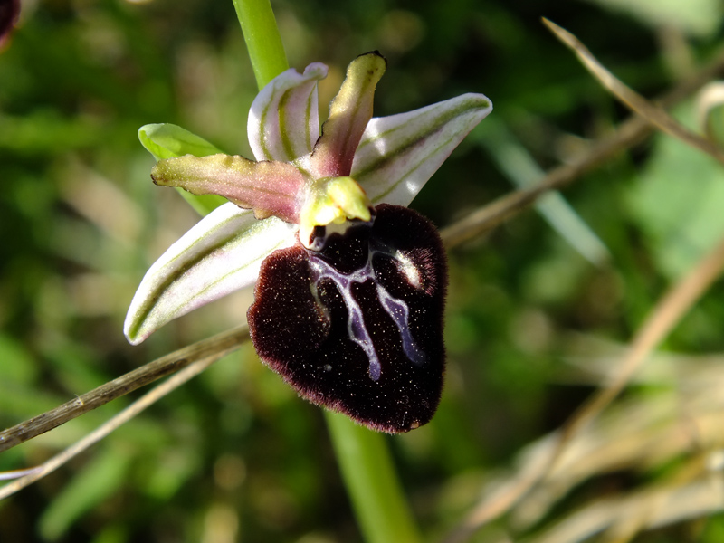 Ophrys sipontensis